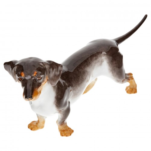 Dachshund