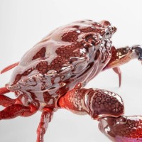 Crab Sculpture. Red