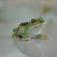 Frog, 6,5 cm